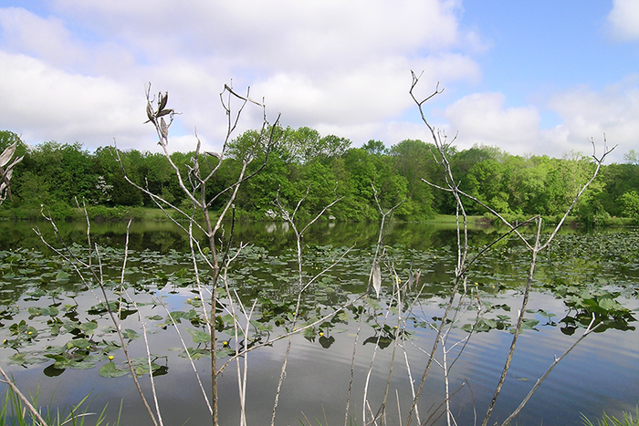 Pond photo